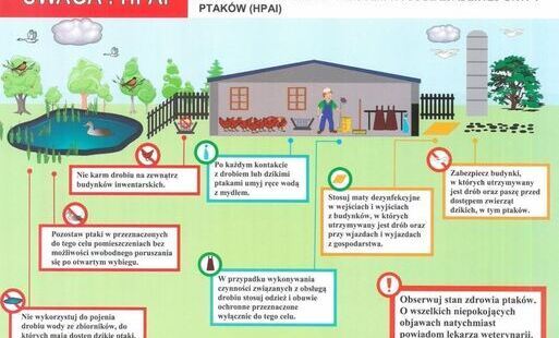 Zdjęcie do UWAGA! Ptasia grypa