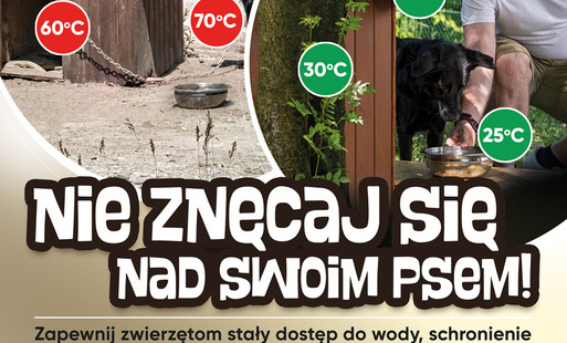 Zdjęcie do ZWIERZ Og&oacute;lnopolska Fundacja na rzecz Ochrony Zwierząt