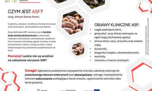 Zdjęcie do CZYM JEST AFRYKAŃSKI POM&Oacute;R ŚWIŃ?