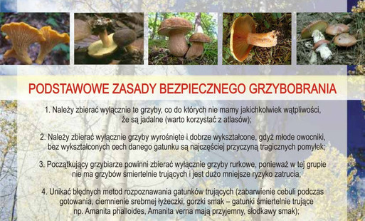 Zdjęcie do Sezon grzybowy 2025