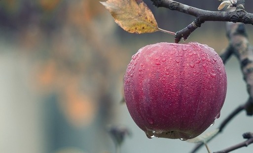Zdjęcie do Odkryj bogactwo smaku polskich jabłek. Trwa konkurs kulinarny dla KGW &bdquo;Jabłkowa pokusa&rdquo;