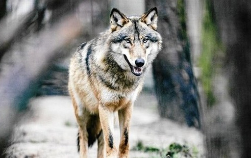 Zdjęcie do Uwaga! Wilki widziane w miejscowości Stołeczna